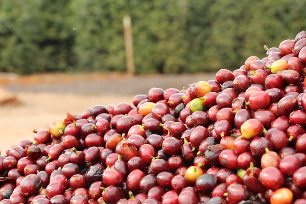 Brazil Natural Red Catuai