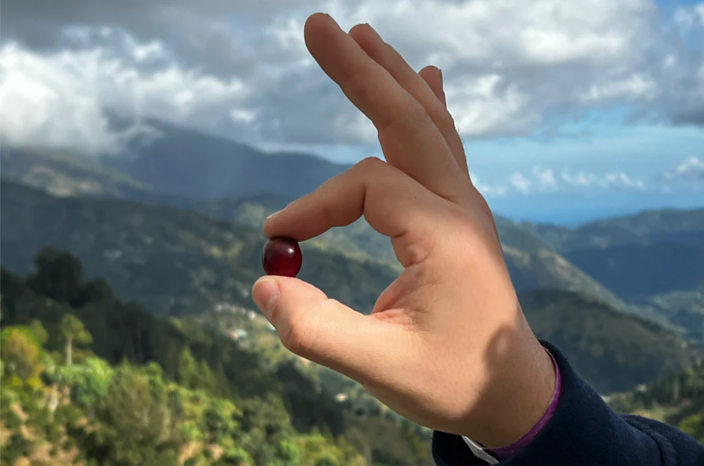 Jamaica Blue Mountain