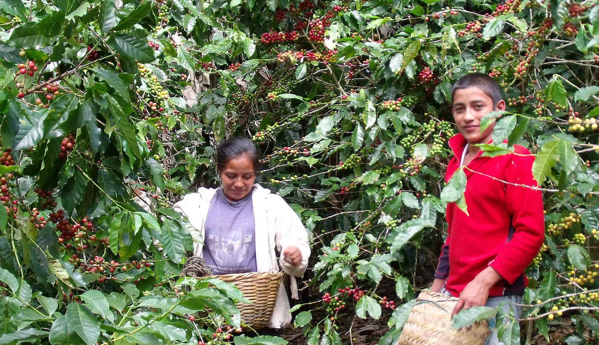 Down East Coffee Roasters Moncton & NotreDame, shipping daily